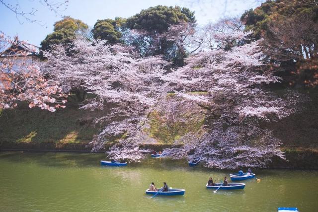 东京 千鸟渊 每逢"樱时,这片日本皇宫的护城河沿岸会开满漫天樱花