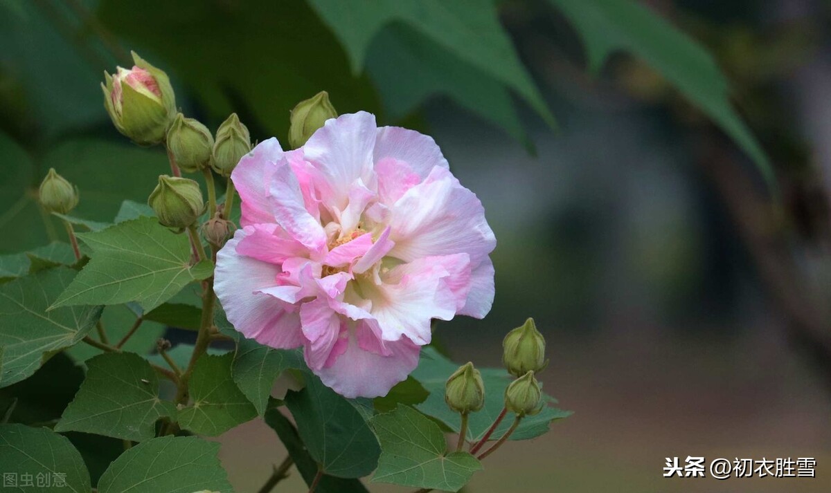 秋花芙蓉木芙蓉诗词7首你读过几首