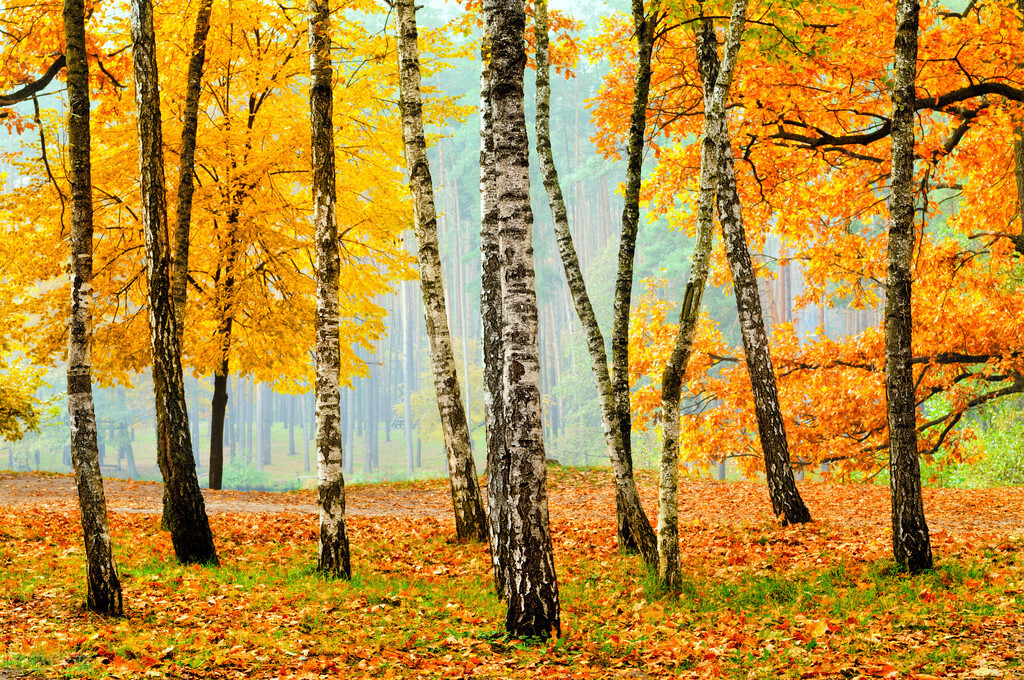 秋风生渭水,落叶满长安,这是个唯美而诗意的秋天
