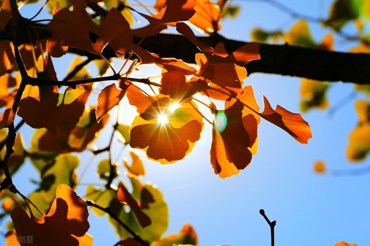 秋风生渭水,落叶满长安,这是个唯美而诗意的秋天