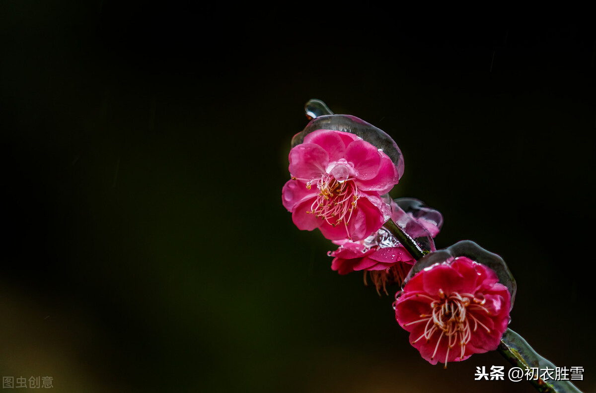 红楼梦四首红梅花冻脸有痕皆是血是曹雪芹的伤花怒放