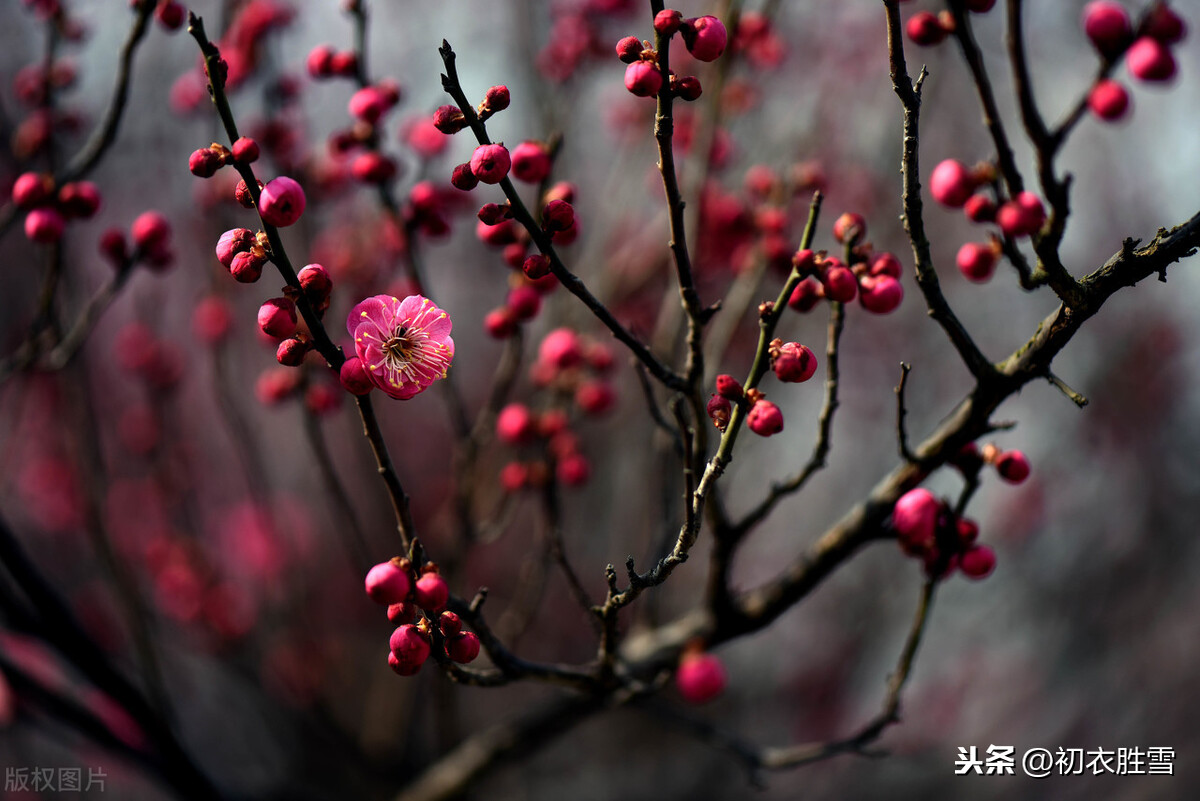 红楼梦四首红梅花,冻脸有痕皆是血,是曹雪芹的伤花怒放