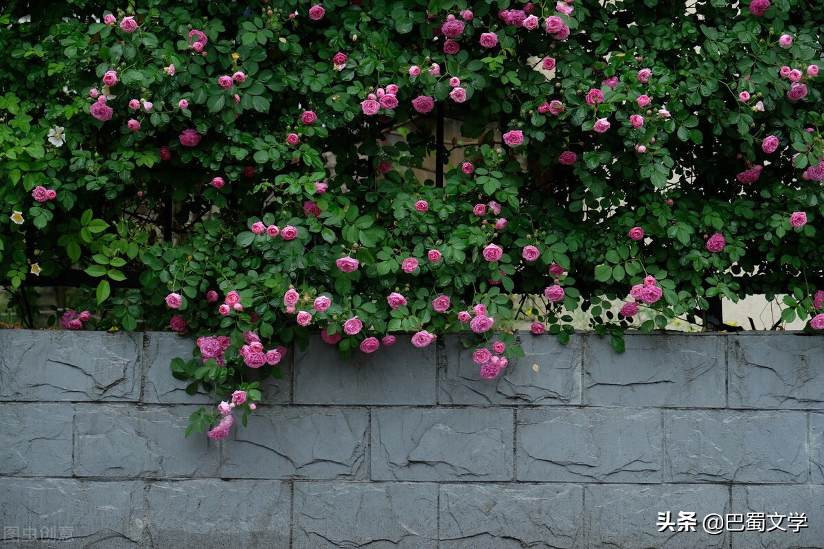 我见过泰国清迈宁曼路上唯美浪漫的蔷薇花,路过无锡鼋头渚十里芳径