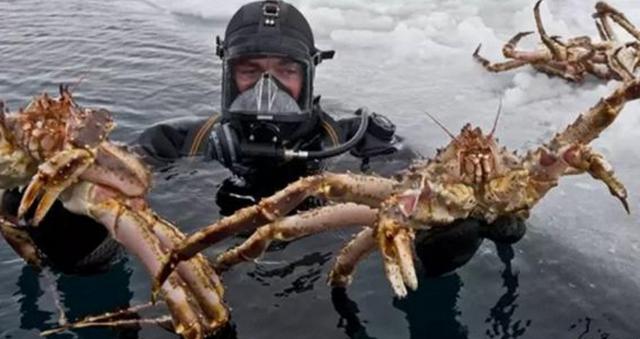 南极东方湖巨型生物图片