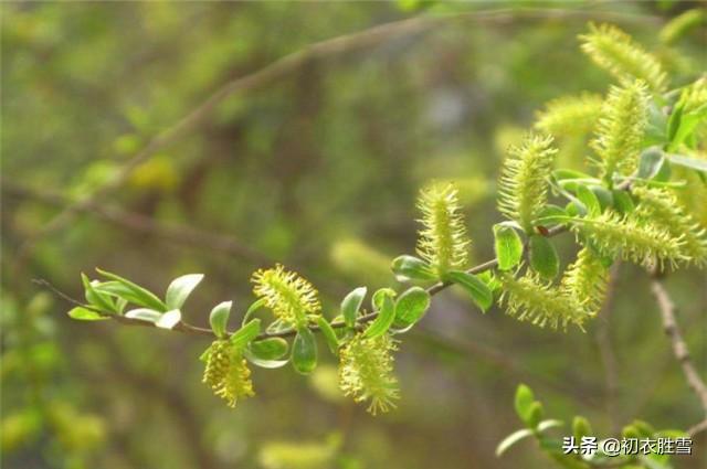 三月读诗:阳春二三月,杨柳齐作花,杨花柳花到底是指什么?