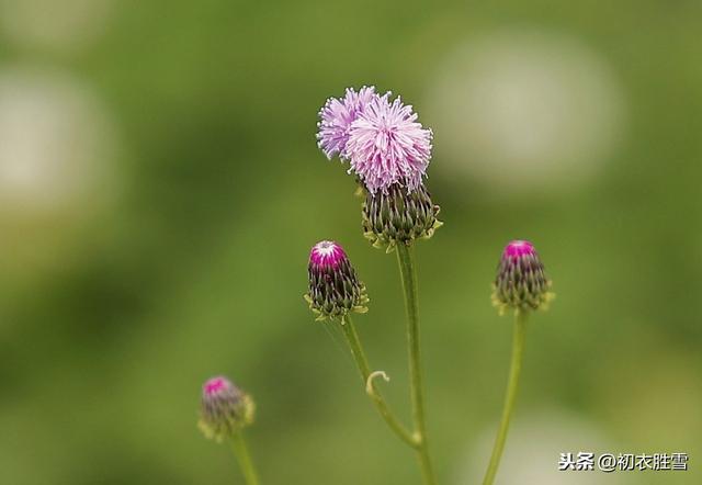 春天的诗美 野草闲花自在春 爱读书