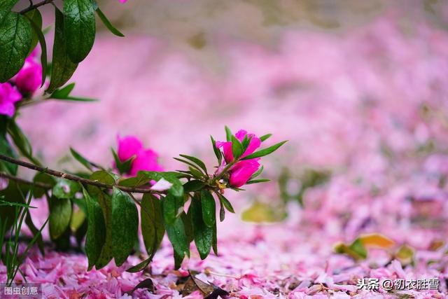 李煜词读：林花谢了春红，太匆匆