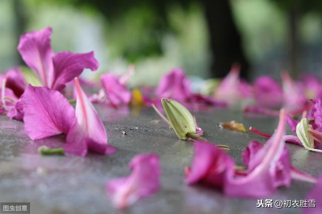 李煜词读 林花谢了春红 太匆匆 爱读书