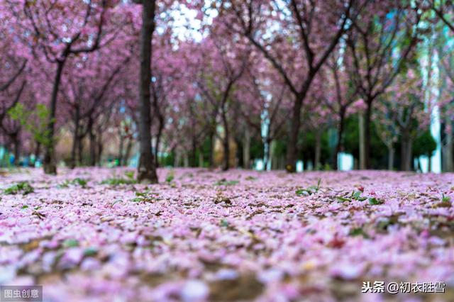 李煜词读：林花谢了春红，太匆匆