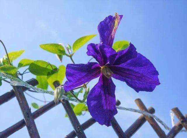 房子是租的，生活是自己的，姑娘把露台变花园，好羡慕