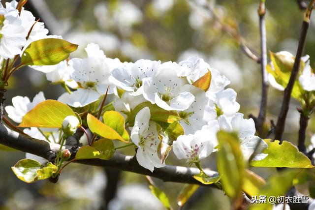 纳兰词读：春花春月年年客，怜春又怕春离别