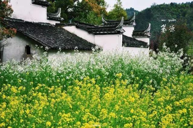 一场春的旅行，“花开成海”