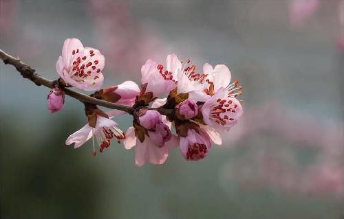 春暖花开 你能叫出这些花的名字吗？