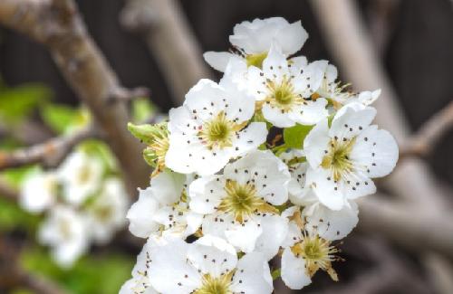 春暖花开 你能叫出这些花的名字吗？