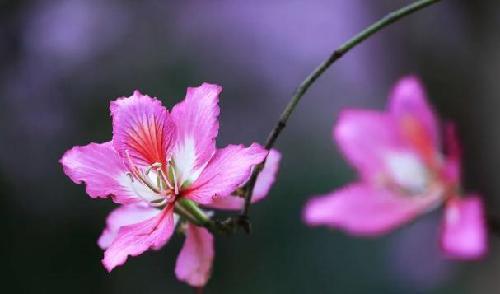 春暖花开 你能叫出这些花的名字吗？