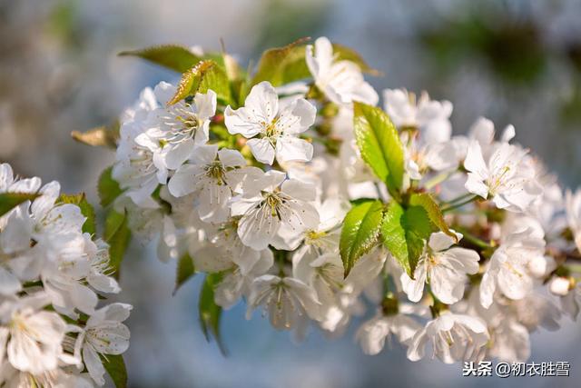 纳兰词读：春花春月年年客，怜春又怕春离别