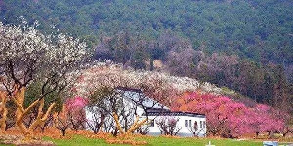 一场春的旅行，“花开成海”