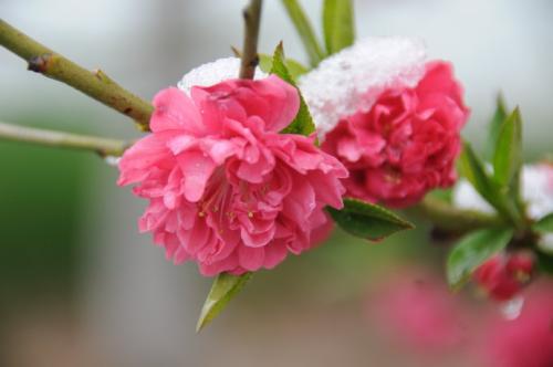 桃花雪，落在了思念的城