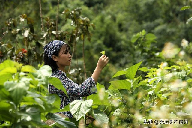 采桑女和采莲女：为什么走着走着，我们的命运就不同了？