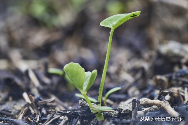 诗词语言对传统语言习惯的逆反——越逆反，越经典