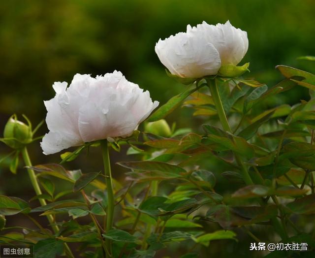 谷雨花枝牡丹春 赏读唐朝五首白牡丹的诗 带你领略繁华下的素净 爱读书