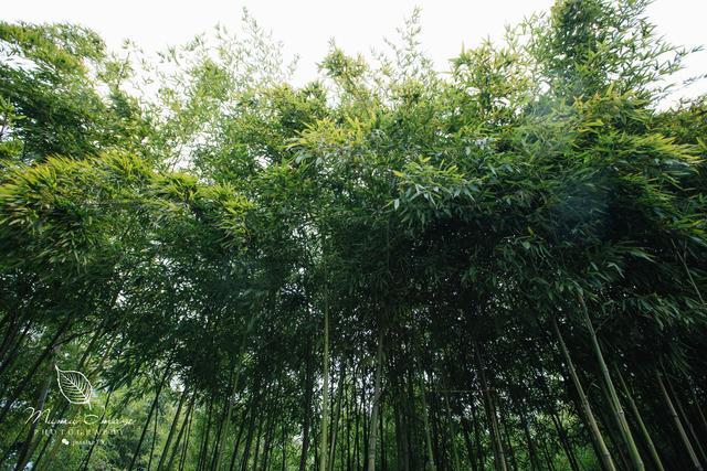 扬州著名园林，半个字的名字成了它一大亮点，游客惊叹:讲究