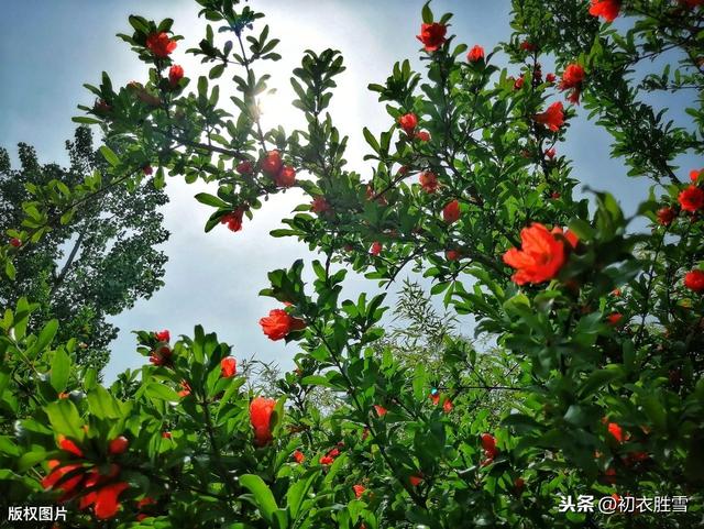 朱明轻夏 生如夏花 诗词中的夏花有哪些 爱读书