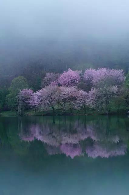 若有来生，愿为草木