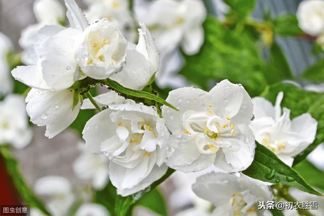 深度解读苏曼殊名句：茉莉心香细雨天