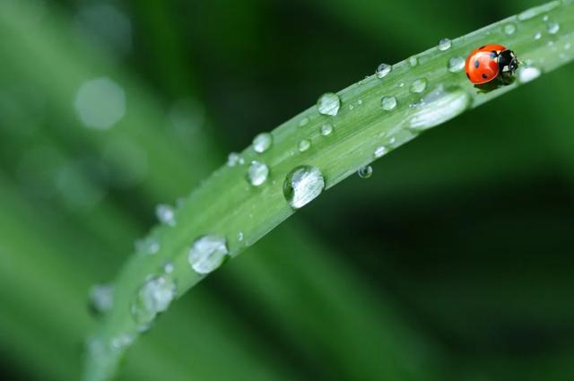 诗词丨夏天的雨，落在了诗词里，美到极致