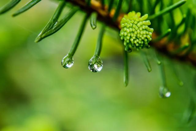 诗词丨夏天的雨，落在了诗词里，美到极致