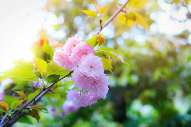 清水出芙蓉，天然去雕饰：这7句诗明明这么美，却被误解千年