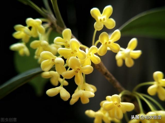 八月桂花香：天上初秋桂子，庭前八月丹花