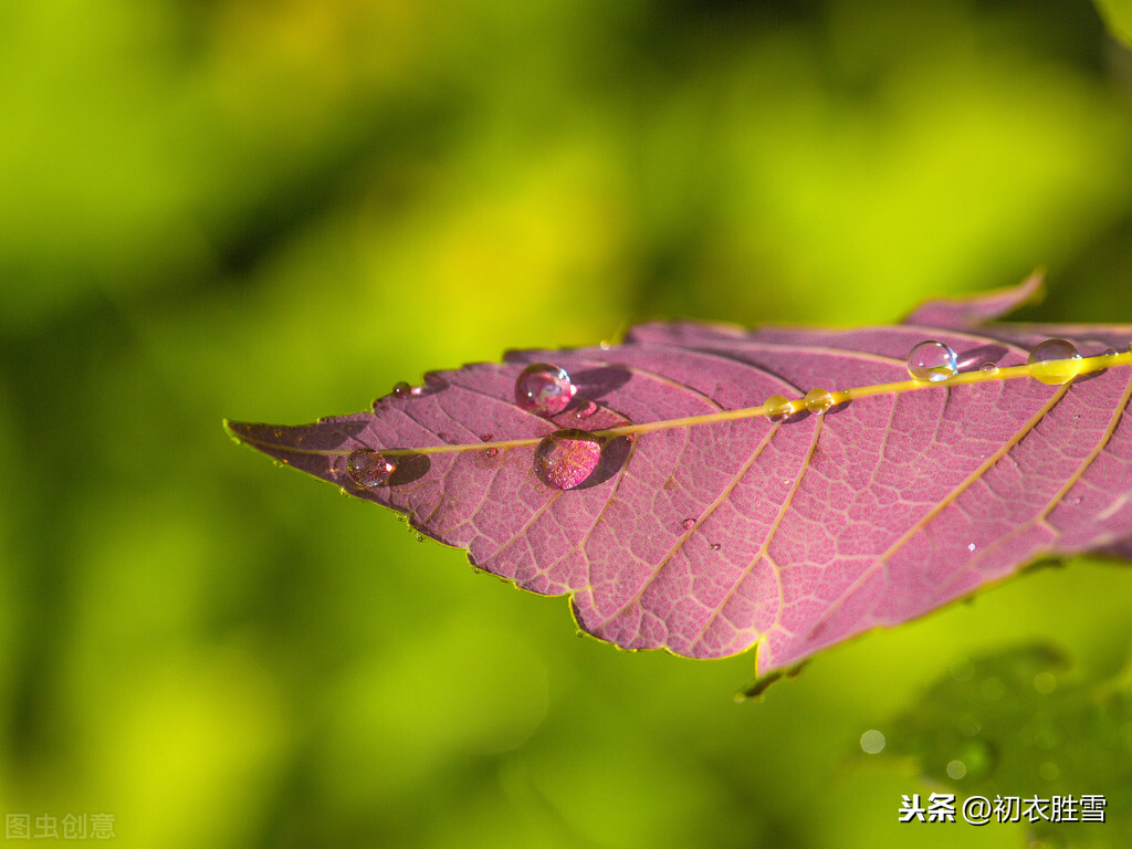 纳兰这首词里暗含的七夕：欹枕数秋天，蟾蜍下早弦