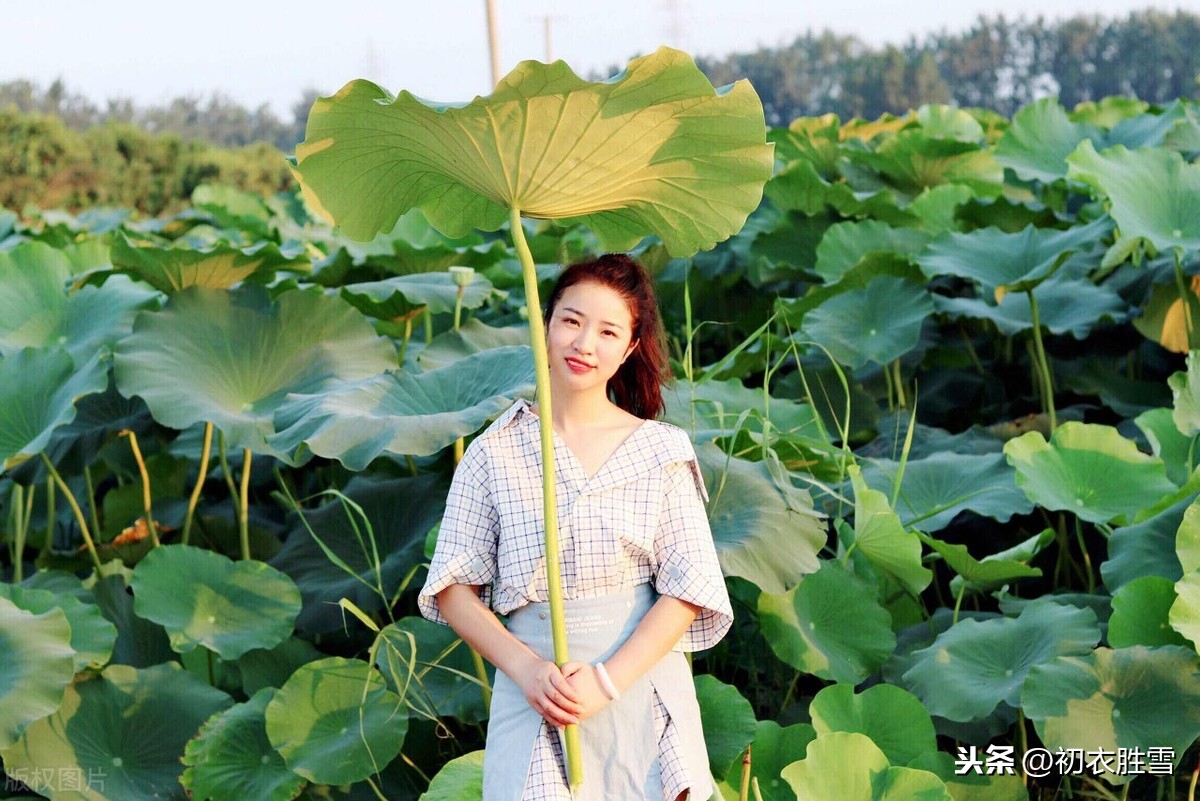 初秋正是采莲时：采莲南塘秋，莲花过人头