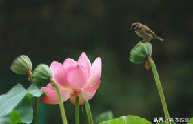 初秋立秋美诗四首：鸟外明河秋一叶，天涯凉月夜千峰