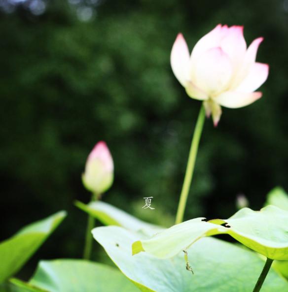 「诗词鉴赏」​立秋将至，在宋词中欣赏夏天，感受夏天的美丽