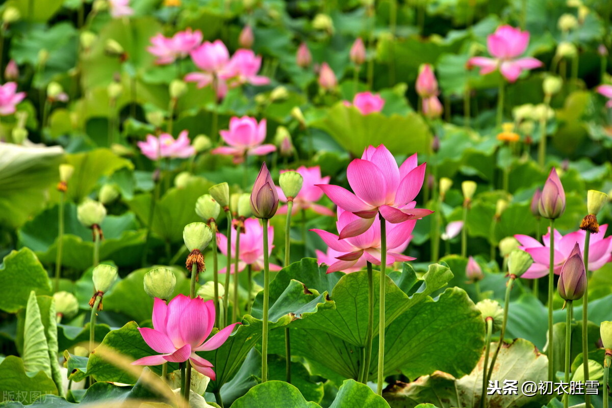 欧阳修《渔家傲》，七月芙蓉生翠水，此夕有人千万里