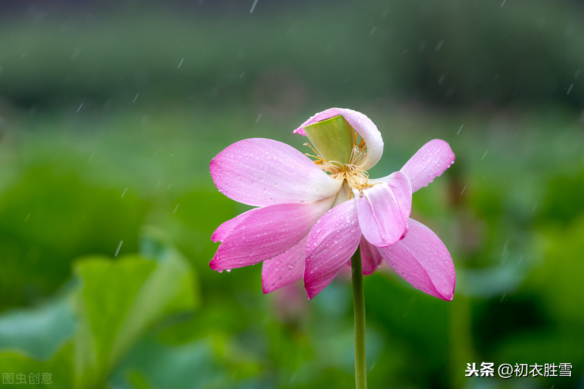 处暑节气美诗7首：一雨洗残暑，初秋生嫩凉