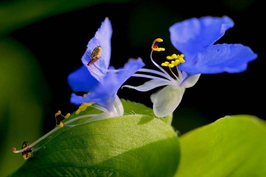 花笺记——翠蝴蝶和我的故事