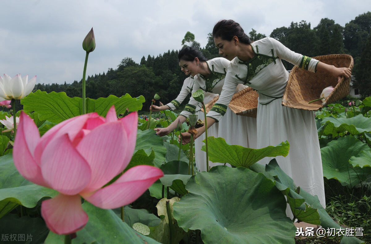 初秋正是采莲时：采莲南塘秋，莲花过人头