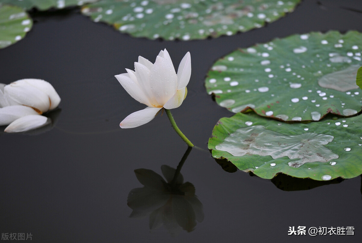 处暑节气美诗7首：一雨洗残暑，初秋生嫩凉