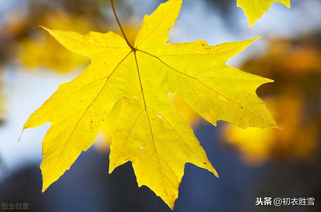 二十四节气之立秋：一叶惊心绪，白露滴林头