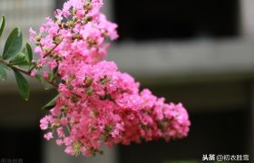 秋花紫薇诗六首：谁道花无红十日，紫薇长放半年花