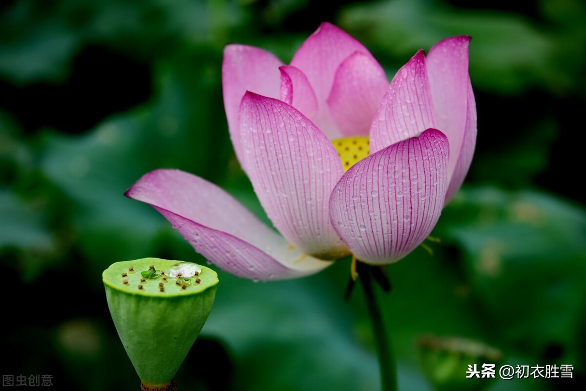 欧阳修《渔家傲》，七月芙蓉生翠水，此夕有人千万里