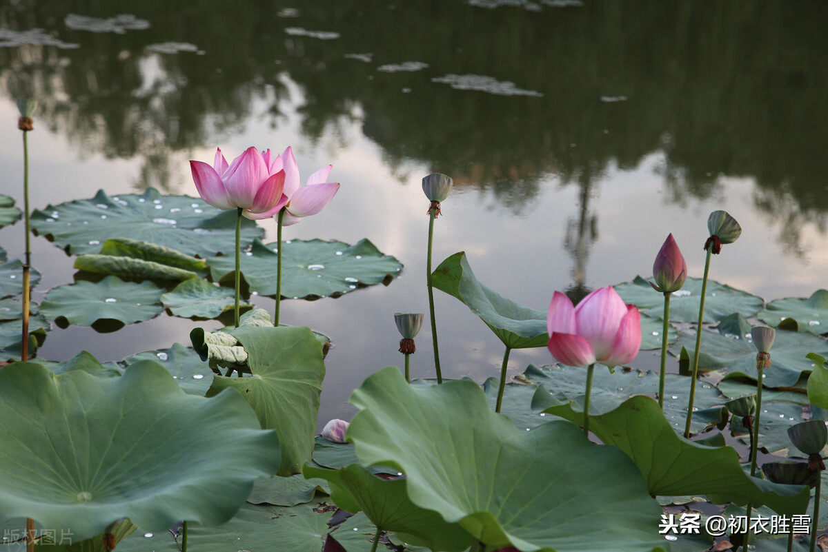 荷花秋露：万斛银珠无用处，翠盘擎到日光干