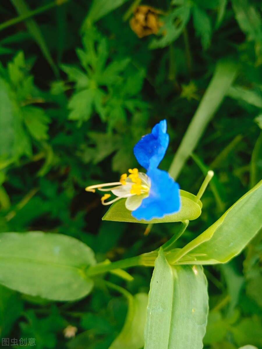 花笺记——翠蝴蝶和我的故事