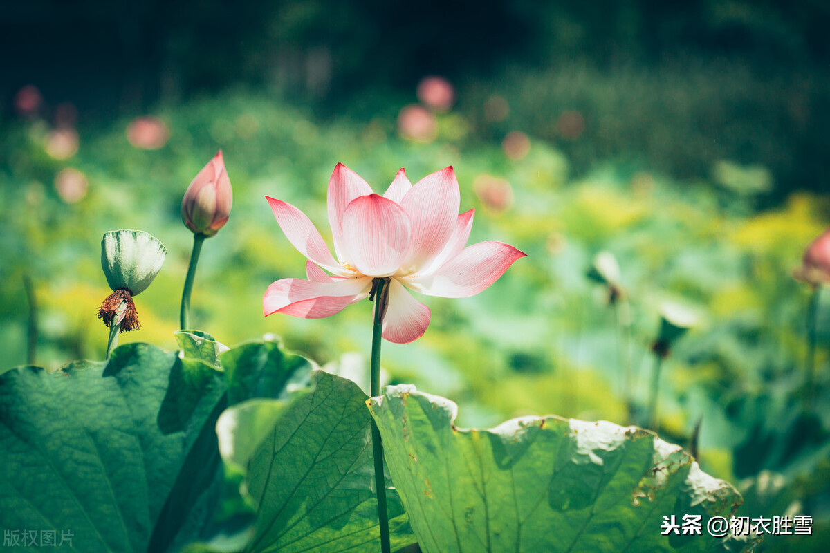 欧阳修《渔家傲》，七月芙蓉生翠水，此夕有人千万里