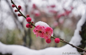 因首诗招来10年祸事！刘克庄这首咏梅诗，无一梅字却句句不离梅