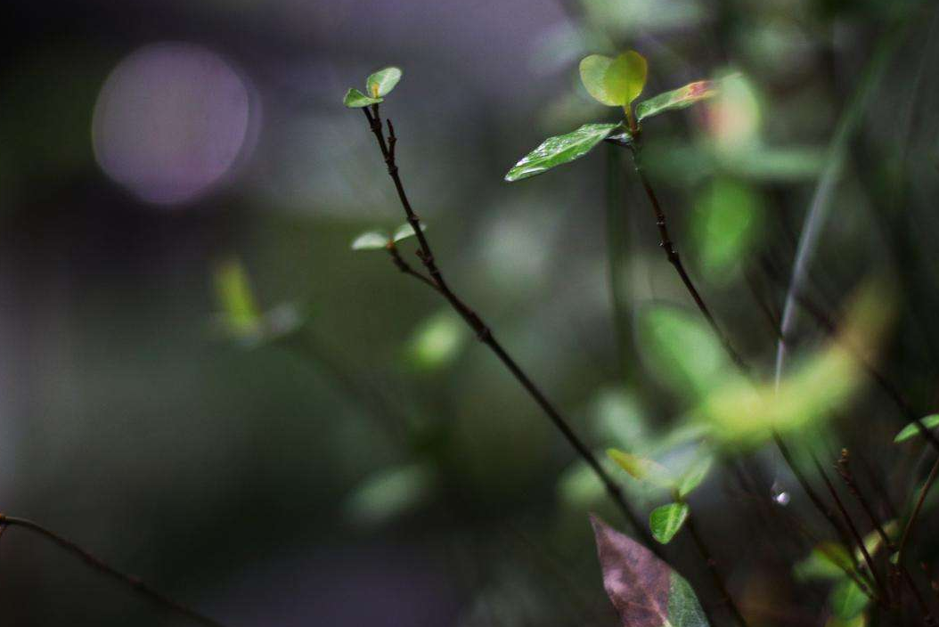 夜雨听秋 往事如烟，十首夜雨诗词，让你爱上深秋夜雨时